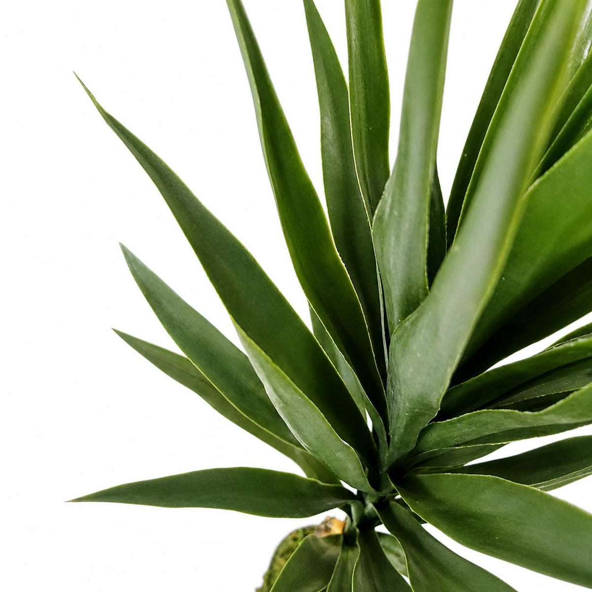 100cm Artificial YukkaTree in Pot Artificial - Premium Quality