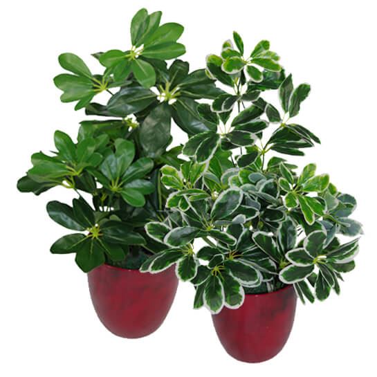 Artificial Arboricola Plant Umbrella Tree Black Plastic Pot 55cm Light Plant Botanik